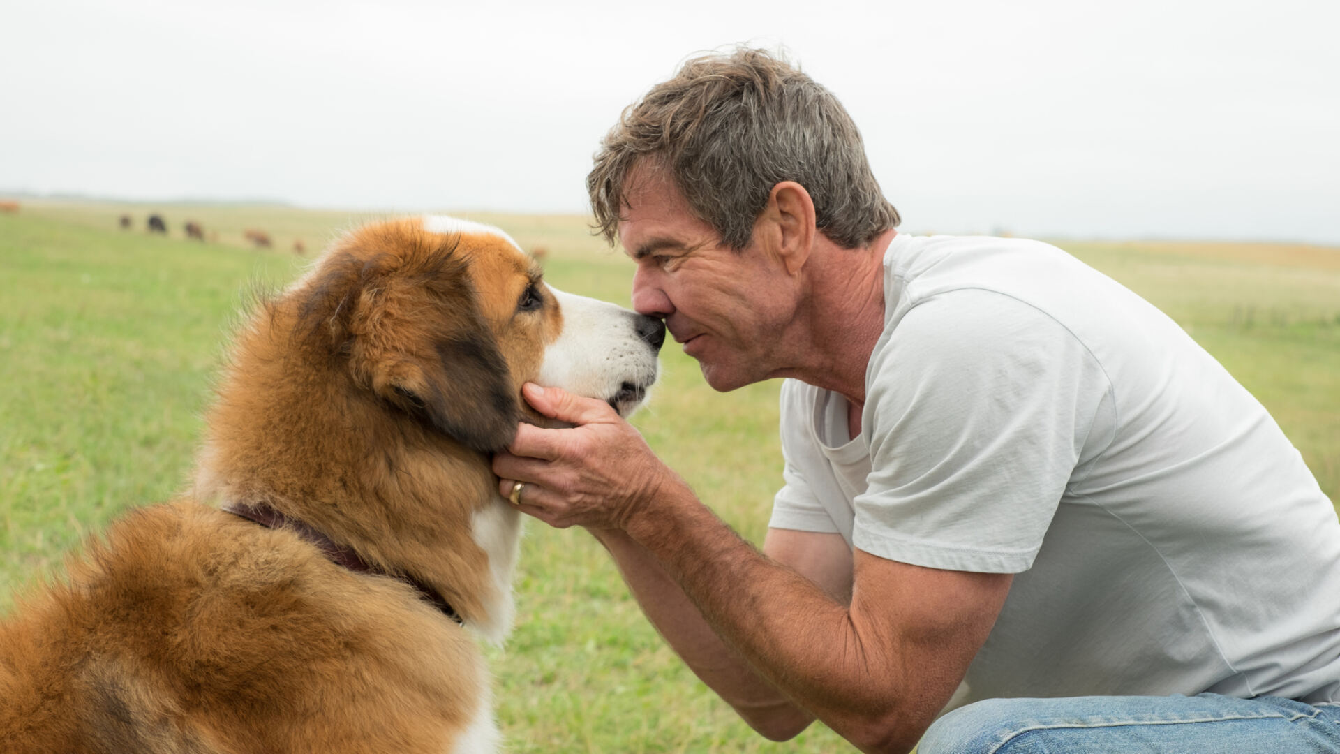 ძაღლური ცხოვრება / A Dog’s Purpose